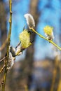 Blossoming willow buds on twigs Royalty Free Stock Photo