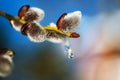 Blossoming willow catkins with icicle