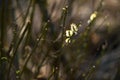 Blossoming willow flowers