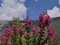 Blossoming willow-herb flowers against the background of mountains and blue sky. Flowering of a medicinal plant. Royalty Free Stock Photo