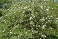 The blossoming willow-leaf pear Pyrus salicifolia f. pendula. Spring