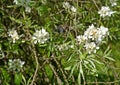 Blossoming of willow-leaf pear Pyrus salicifolia f. pendula. Spring Royalty Free Stock Photo