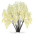 The blossoming willow Salix alba L. in the spring Royalty Free Stock Photo
