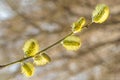 Blossoming willow in spring on a Sunny day.Eared willow Salix aurita.Furry buds of yellow pussy willow. Close up. Blurred