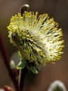 Blossoming willow. Spring. Yellow. Royalty Free Stock Photo