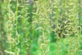 Blossoming willow tree in pastel green colors as a delicate spring background Royalty Free Stock Photo