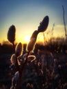 Blossoming willow tree on sunset background Royalty Free Stock Photo