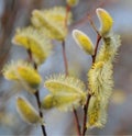 Blossoming willow twig Royalty Free Stock Photo