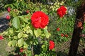 Blossoming winding red rose on the fence Royalty Free Stock Photo