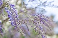 Blossoming wistaria branch in spring garden.