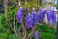 Blossoming wistaria branch in spring garden. Blurry background with purple flowers wisteria or glycine in springtime. Soft focus