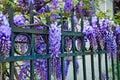 Blossoming wistaria branch in spring garden. Blurry background with purple flowers wisteria or glycine in springtime. Soft focus