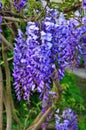 Blossoming wistaria branch in spring garden. Blurry background with purple flowers wisteria or glycine in springtime. Soft focus