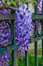 Blossoming wistaria branch in spring garden. Blurry background with purple flowers wisteria or glycine in springtime. Soft focus Royalty Free Stock Photo