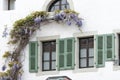 Blossoming wistaria on a wall