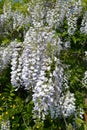 The blossoming wistaria (Wisteria Nutt.), close up