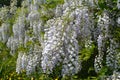 The blossoming wistaria Wisteria Nutt., inflorescences on branches