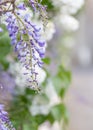 Blossoming wisteria branch in a garden. Nature wallpaper