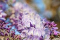 Blossoming wisteria branch in an orchard. Artistic nature