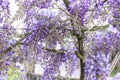 Blossoming wisteria purple flowers