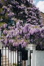 Blossoming wisteria tree covering up facade of a house in London, UK. Royalty Free Stock Photo