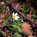 Blossoming wood anemone in the forest among all dry leaf from last year