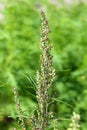 Blossoming of a wormwood Royalty Free Stock Photo