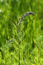 Blossoming of a wormwood Royalty Free Stock Photo