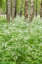 Blossoming yarrow in a birchwood, June