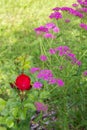 Blossoming yarrow flowers. Achillea millefolium, commonly known as yarrow or common yarrow, is a flowering plant in the