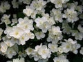 Blossoming yasmine Royalty Free Stock Photo