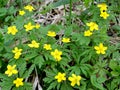 The blossoming yellow anemone Anemone ranunculoides L.