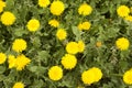 The blossoming yellow dandelions