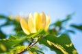 Blossoming yellow magnolia flower in the garden, macro image, natural seasonal floral background