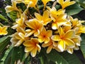 blossoming yellow Frangipani flower background Royalty Free Stock Photo
