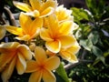 blossoming yellow Frangipani flower background Royalty Free Stock Photo