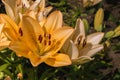 Blossoming yellow lilium flowers in the garden