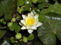Blossoming Yellow Lotus Flower in pond Royalty Free Stock Photo