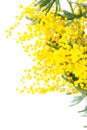 Blossoming yellow mimosa