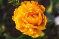 Blossoming yellow rose in summer garden, natural light shot Royalty Free Stock Photo