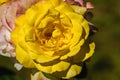 Blossoming yellow rose in summer garden, natural light,vertical Royalty Free Stock Photo