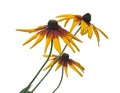 Blossoming yellow Rudbeckia isolated