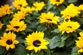 Blossoming yellow sunflowers