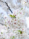 Blossoming Yoshino cherry Royalty Free Stock Photo