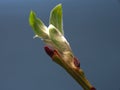 Blossoming young willow leaves on blue background. Royalty Free Stock Photo