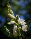 Blossoming Yucca