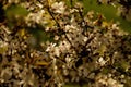 Blossomming of cherry tree in park in spring