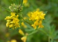 Blossoms of alfalfa sickle Medicago falcata