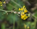 Blossoms of alfalfa sickle Medicago falcata