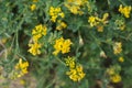 Blossoms of alfalfa sickle Medicago falcata